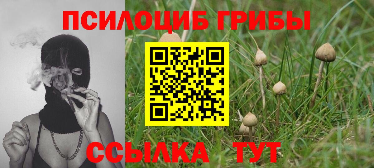 Псилоцибиновые грибы мицелий Протвино
